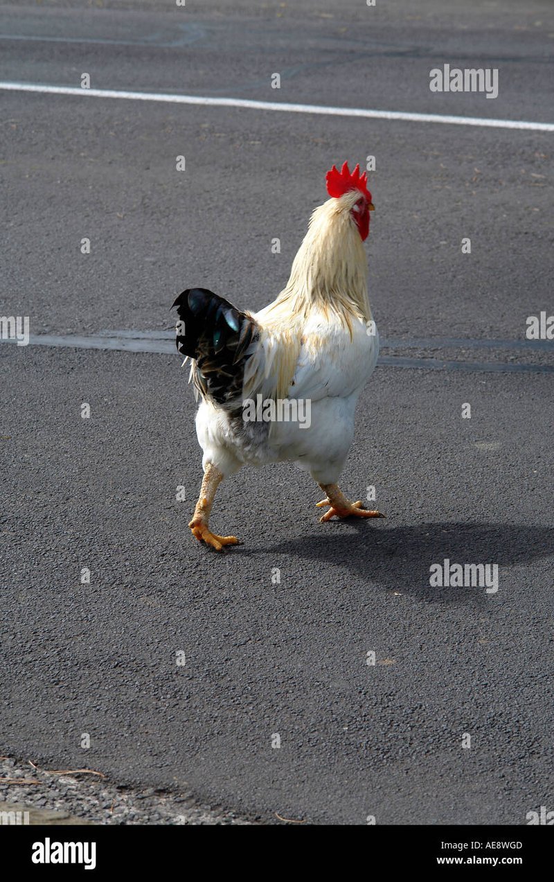 Chicken road, chicken road demo